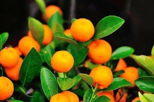 如何科学养护金桔植物？（冬季养护小窍门）