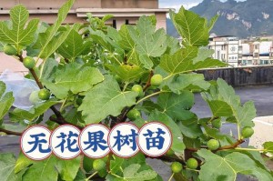 无花果养护指南（打造健康又丰收的无花果园）