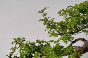 从栽培到收获，让你成为高产节白蜡种植专家（从栽培到收获，让你成为高产节白蜡种植专家）