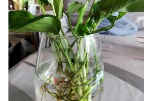 大叶绿萝的肥料选择（如何选择最适合大叶绿萝的肥料？）