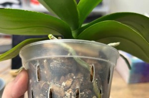 蝴蝶兰换盆时间的选择（选择换盆时间的三大考虑因素）