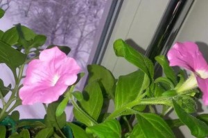 矮牵牛不开花的原因剖析（探究矮牵牛不开花的原因和应对方法）
