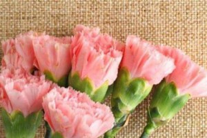 康乃馨，一朵有香味的花吗？（了解康乃馨的真相，让你更爱它）