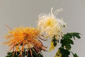 菊花花期详解（探秘菊花开放的时节与注意事项）
