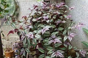 为何家里不能养梅花？（养梅花的问题与解决方法）