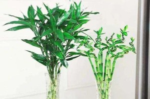 龙头竹的养护之道：让你的龙头竹茁壮成长