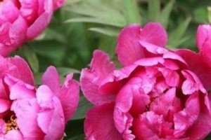 牡丹冬天怕冷？一文告诉你（牡丹冬季养护须知，防止冻死）