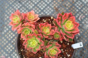盛锦多肉植物的特点与养护技巧（多肉植物新宠，探索盛锦品种的魅力与养殖要点）