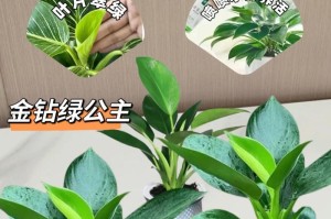 以水养金钻的殖方法（从养殖基础到成功收获，探索水域中的金钻秘密）
