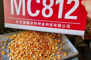 玉米粒可以成为种子吗？（了解玉米种子的形成过程及条件）