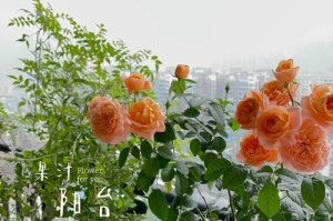 果汁阳台月季的种植与养护（阳台月季的选购与种植技巧，让您的家变成花园）