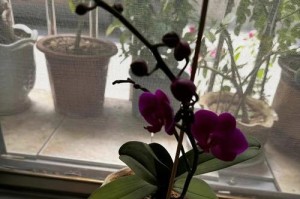 兰花之养护要点（兰花养护的关键技巧）