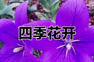 中华桔梗的繁殖方法与技巧（培育美丽的中华桔梗，从繁殖开始）