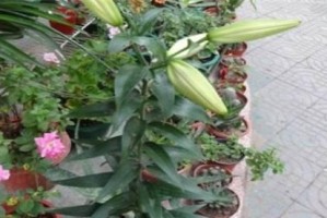 如何正确浇水百合花？（百合花浇水的时间、频率、方法与注意事项）