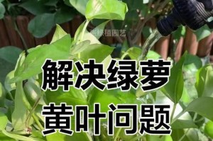 如何拯救枯萎的绿萝？（让你的绿萝焕发生机，重拾活力！）