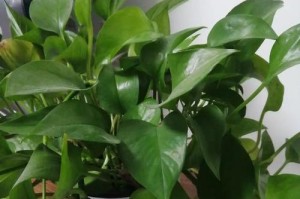 过期奶粉能否用来浇花？（解析过期奶粉的可行性及注意事项。）