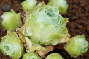 如何培养健康的山地玫瑰？（以土壤为关键，科学养护玫瑰花园）