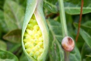 探秘半夏草的神奇之处（了解半夏的分类、药用价值及使用注意事项）