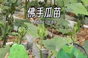 佛手瓜产量高是真的吗？解析亩产量多少（探究佛手瓜的高产原因及种植技巧）
