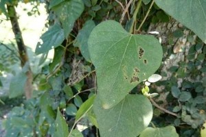 发青——一种神秘的草本植物（探秘发青的来源、特点和药用价值）
