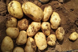 如何选择优质的土豆品种？（从颜色、口感、产地等多方面详解土豆品种选择）