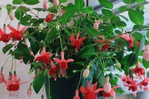 室内易养活的花卉推荐（15种适合室内生长的花卉及养护技巧）