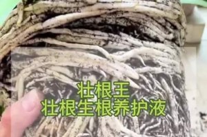 生根水制作方法及应用（探索简单高效的植物生根水制作方法）