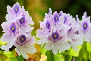 水浮莲是有毒的吗？——关于水浮莲的毒性及室内养护技巧（揭秘水浮莲的毒性成分，如何安全养护水浮莲）
