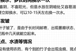 观音竹的生长习性解析（探讨观音竹喜阴还是喜阳的成长环境）
