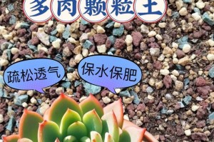 多肉种子的保存与繁殖方法（保留未来的绿意，从保存多肉种子开始）