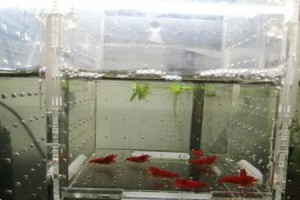 红钻养殖方法及注意事项（成功养殖红钻需要掌握的关键）