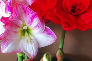 培育仙客，让花朵绽放绚丽（如何通过合理养护，让仙客花开得更加多姿多彩）
