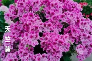 天竺葵花期及其生长习性（春夏交替的花期，令人心旷神怡的天竺葵）