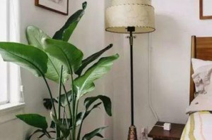 家居植物大盘点，卧室养这些花更适合（让家居生机勃勃，为你的卧室增添靓丽的装饰）