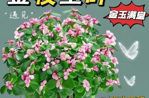 金玉满堂的养护技巧（掌握这些技巧，金玉满堂轻松开花）