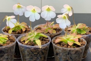 捕虫堇休眠的方法与技巧（了解捕虫堇休眠的重要性及实施步骤）
