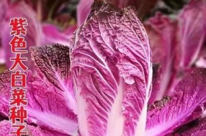 大白菜成熟季节及其栽种要点（春季与秋季是大白菜的丰收季节，栽种方法决定着产量）