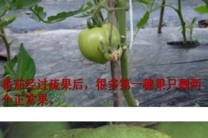 番茄果期的养护与管理技术（掌握果期，让番茄丰收更早）