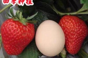 草莓有籽吗？草莓籽能吃吗？（了解草莓籽的营养价值和食用方法）