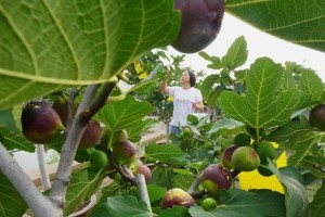 家里养无花果的好处（从风水角度看无花果为什么适合家居）