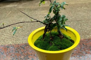 家庭养眏山红的全攻略（从选种到管理，让你轻松打造小家花园）