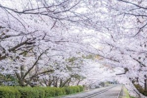 东京樱花花期大揭秘（最全攻略带你赏樱游东京，掌握花期时间）