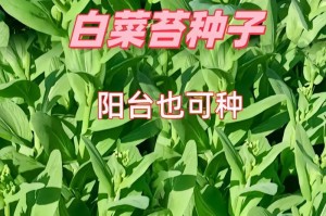 生吃白菜的好处（探究生吃白菜的营养价值和健康益处）