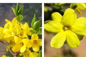 迎春花的种植与养护（打造迎春花花海，传递春天的美好）