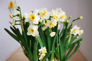 水仙花的毒性及室内养护方法（水仙花开花有毒吗？水仙花怎么养？）