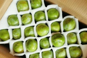 奈李成熟的关键时刻（探究奈李成熟的必要性及其对市场的影响）