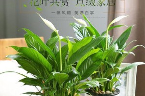 以一帆风顺花水培如何养旺盛（打造健康繁茂的水培植物，从根部开始）