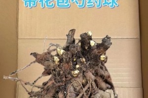 阳台花园的魅力——种植芍药的小技巧（打造私家花海，享受芍药的绚烂盛世）