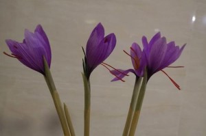 无土种植藏红花的方法（快乐种植，轻松收获——无土栽培藏红花的窍门）