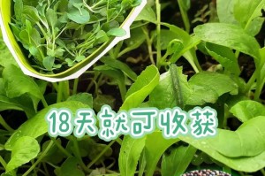 鸡毛菜的种植技巧（一步步教你种出丰收的鸡毛菜）